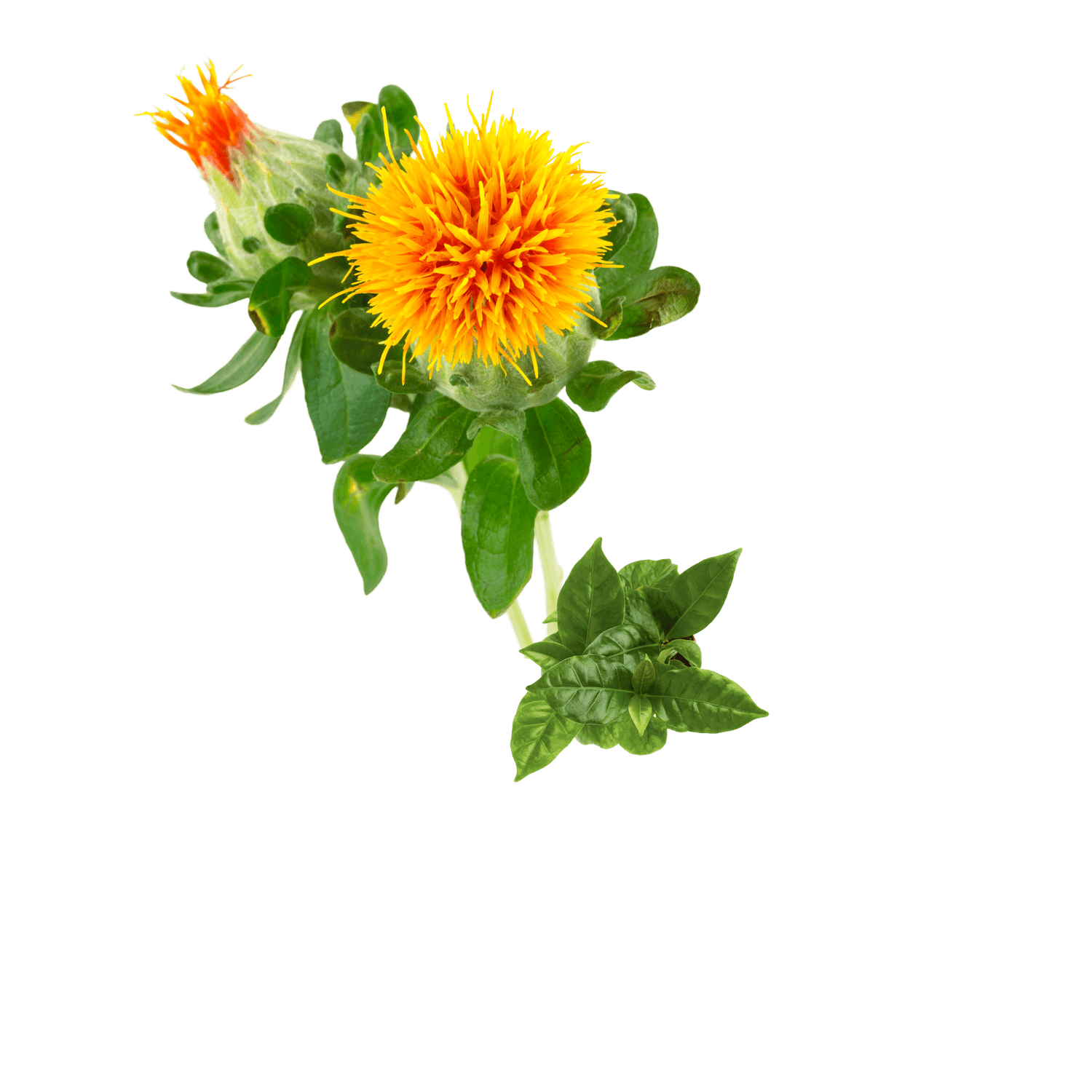 Safflower and coffee bean leaves on a white background