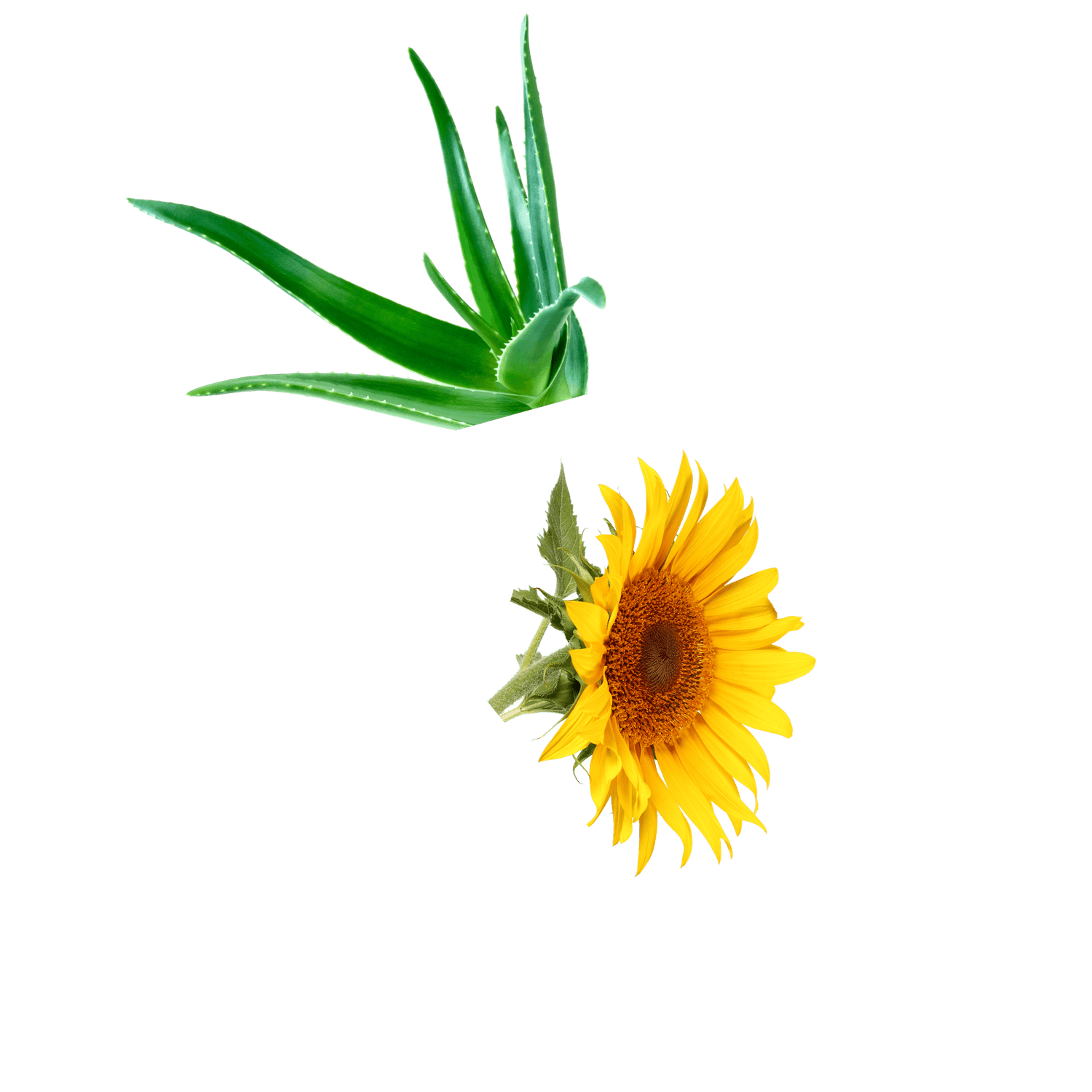 Aloe and a sunflower on a white background