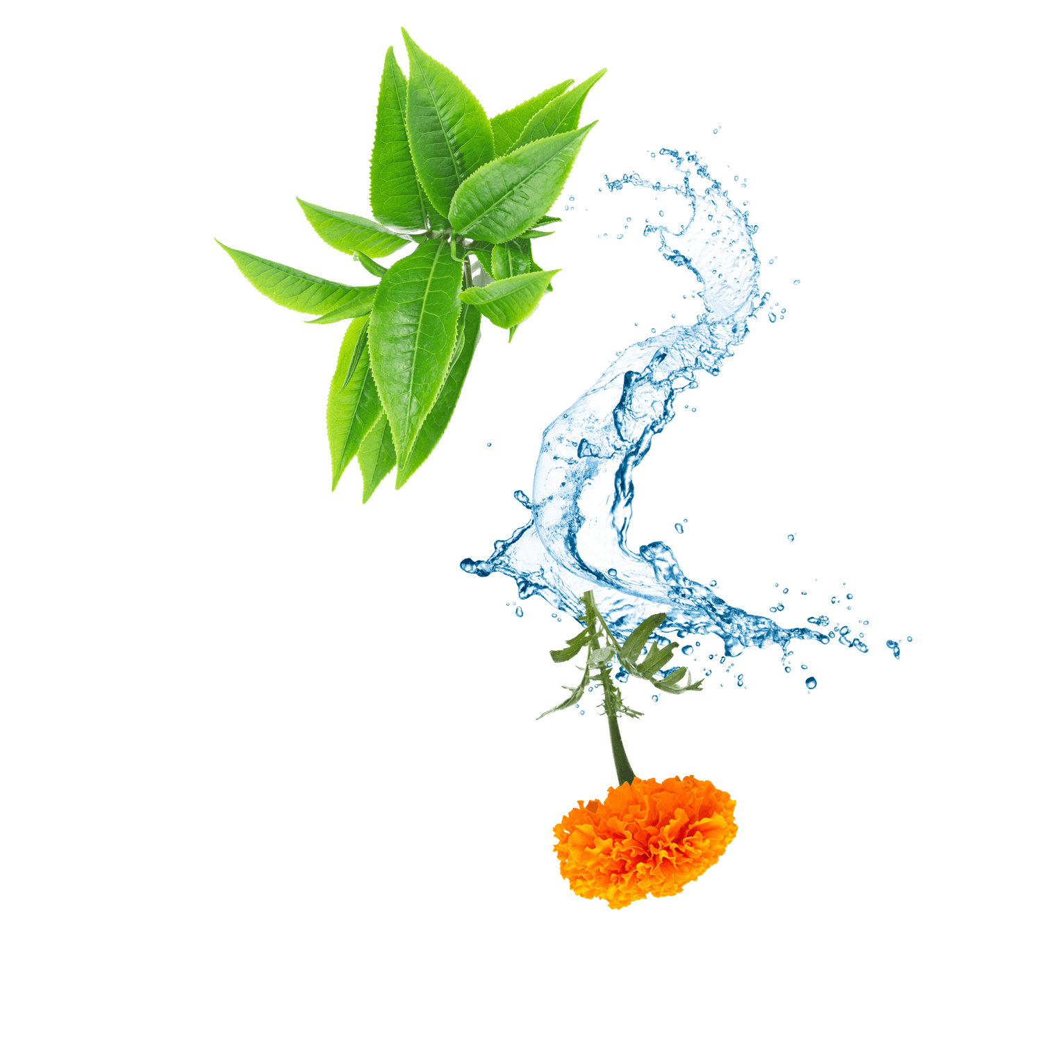 Green tea leaves, marigold flower, and a splash of water on a white background
