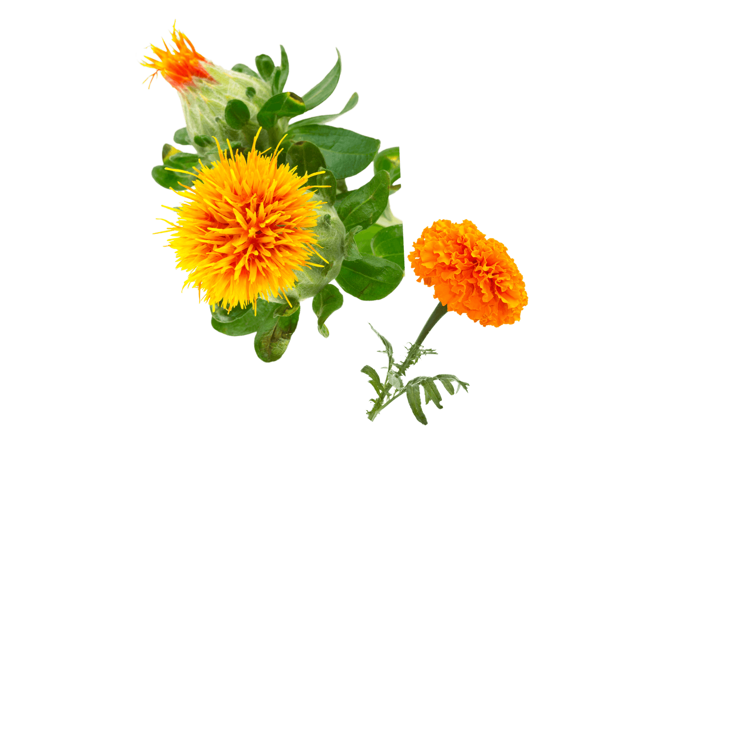 Safflower and marigold on a white background
