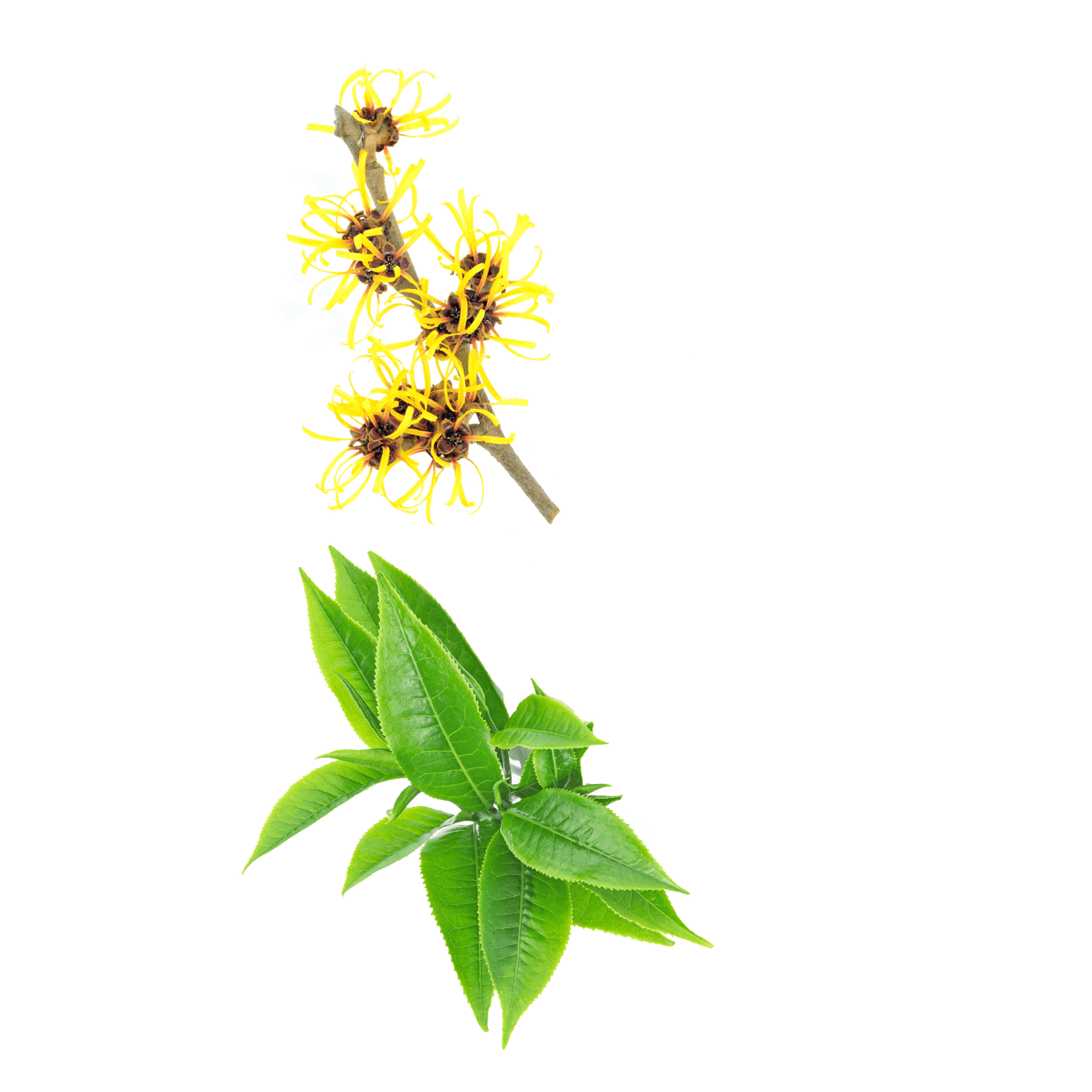 A sping of witch hazel and green tea leaves on a white background