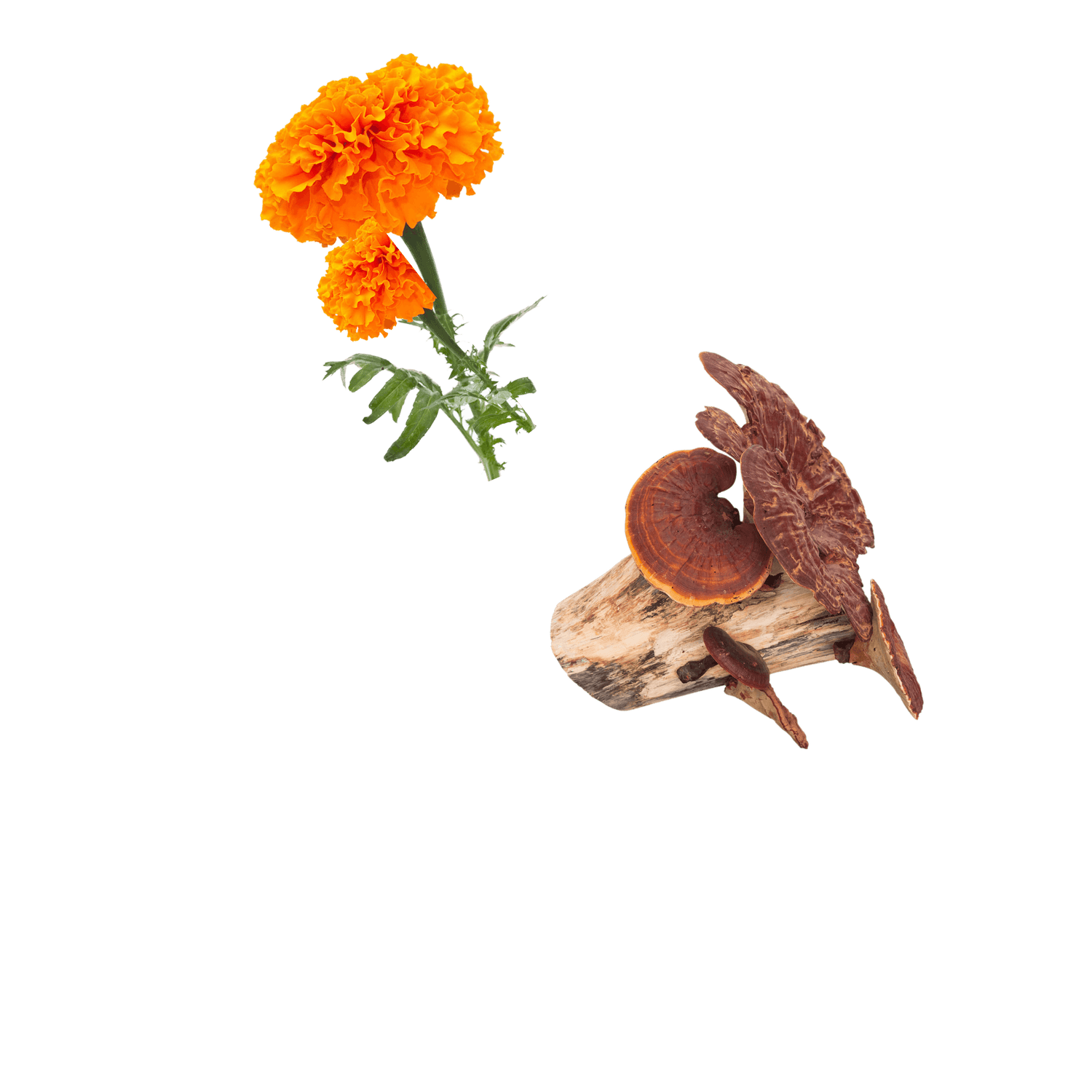 Marigold flowers and reishi mushrooms on a white background